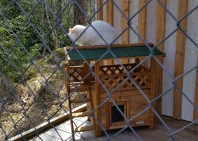 Katt i katthotellets uterum