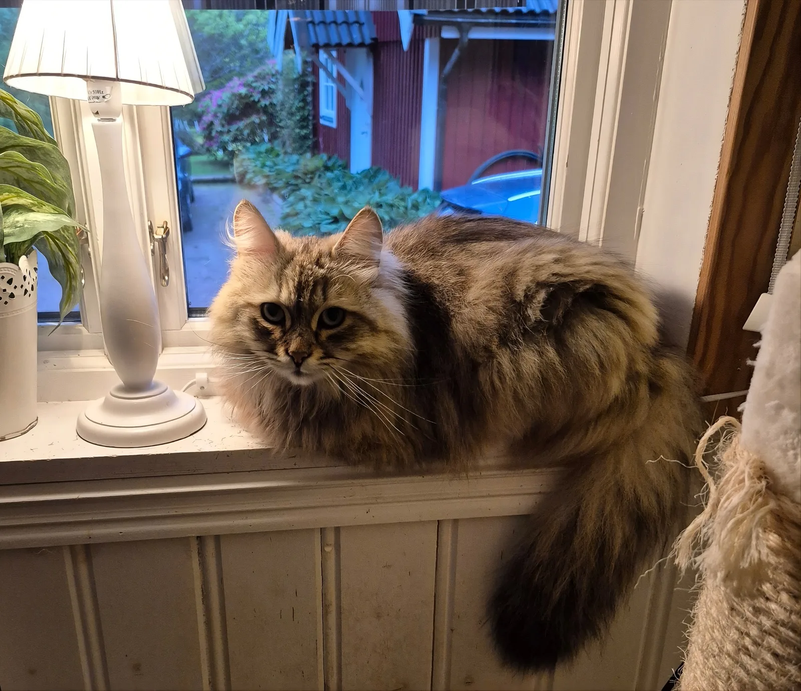 Katt sitter i fönster