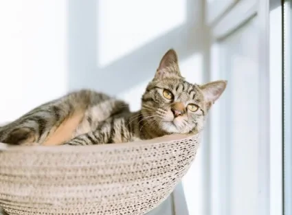 Katt i ett mysigt kattrum med klätterställning