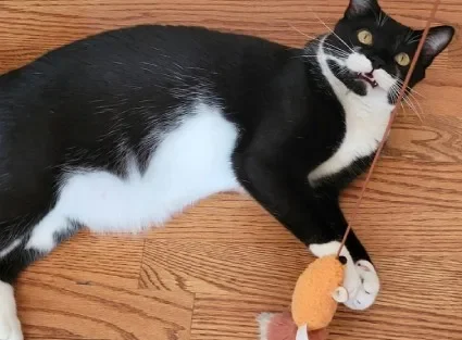 Katt på Vasshalla Katthotell