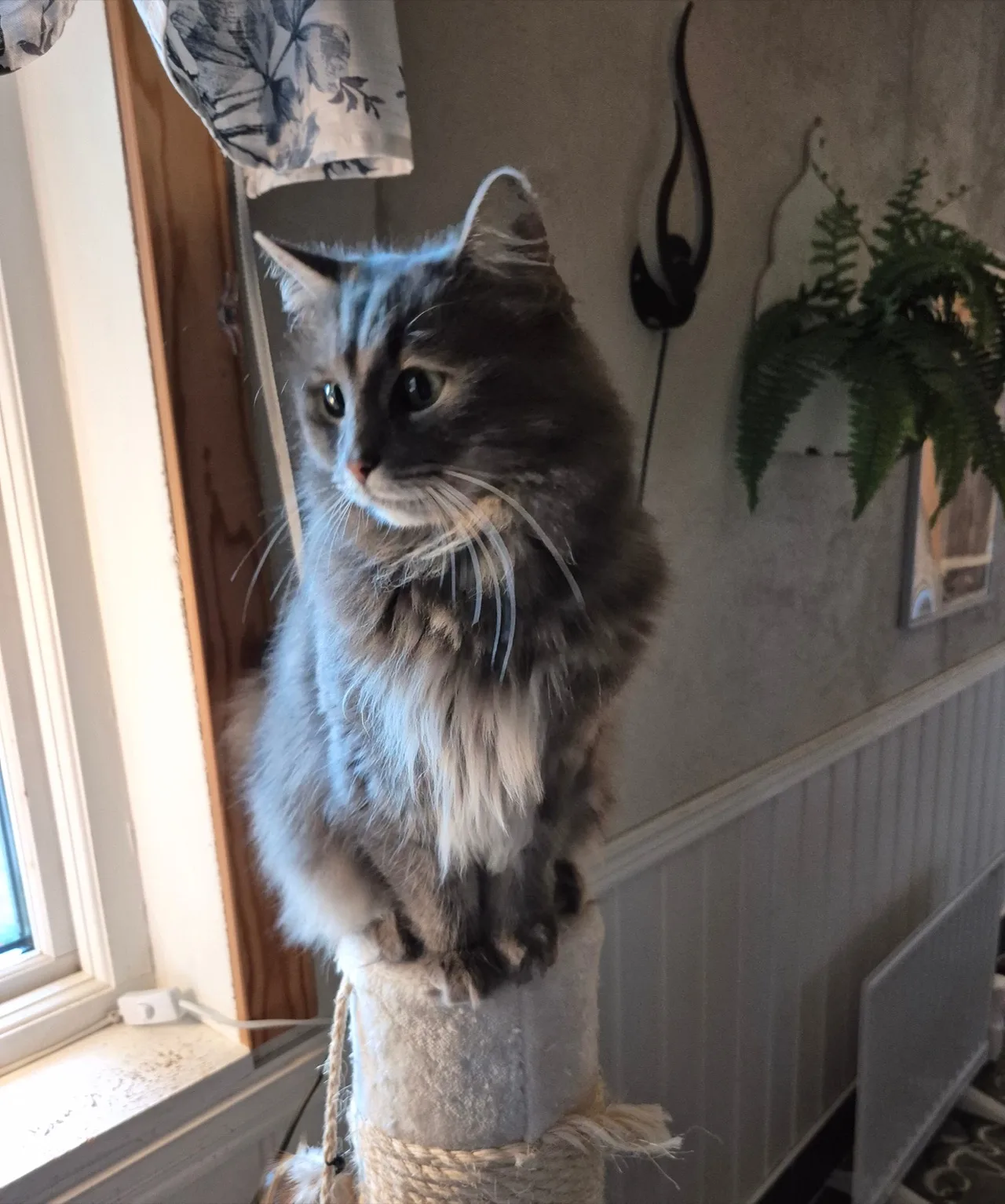 Katt sitter på klösträd
