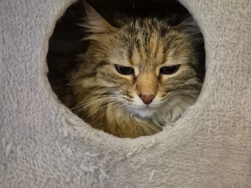 Katt tittar ut från sin mysiga kattkoja