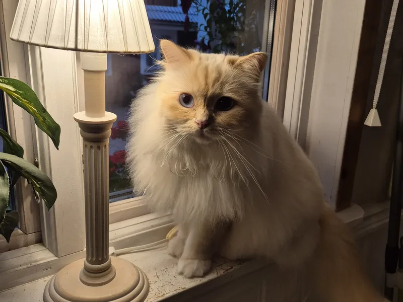 Vit långhårig katt i fönstret vid lampan