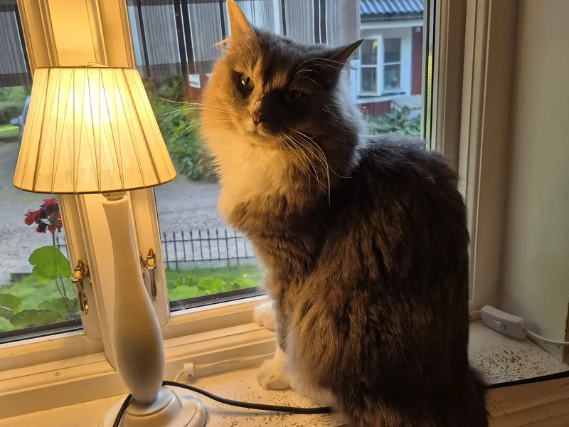 Katt spanar ut genom fönstret på Vasshalla Katthotell