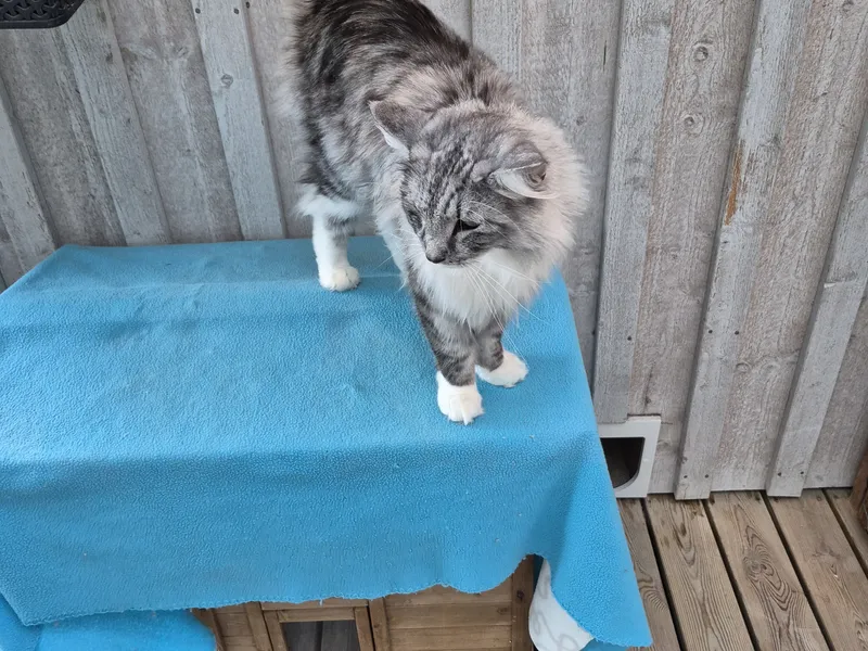Katt utforskar uterummet på katthotellet