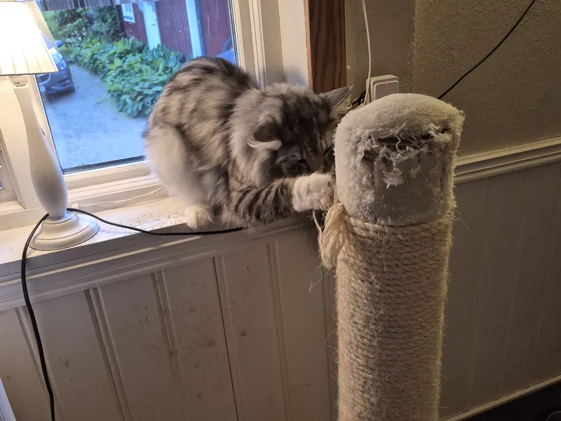 Katt klöser på klösträdet vid fönstret