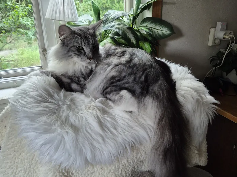 Katt vilar på fårskinn i fönstret