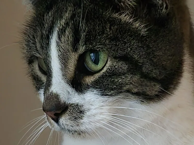 Närbild på katt med gröna ögon