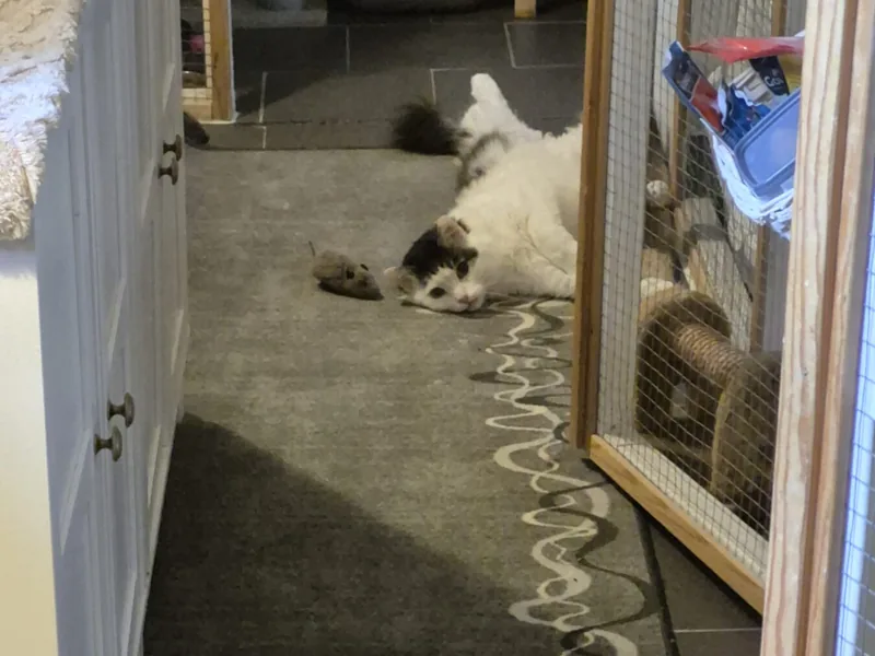 Katt vilar i korridoren mellan kattrummen