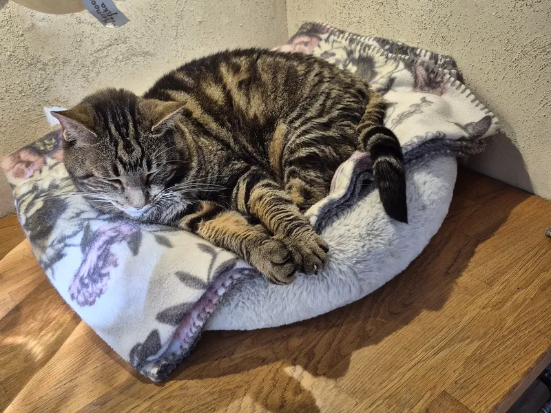 Katt sover i sin mjuka säng på katthotellet