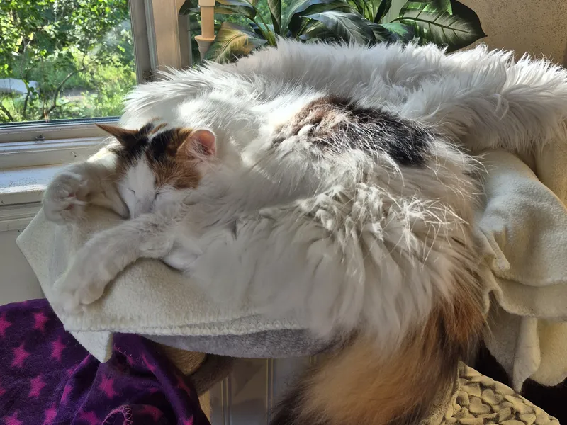 Katt kopplar av på fårskinn i solen