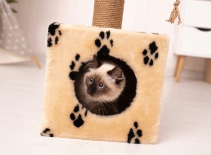 katt-img2